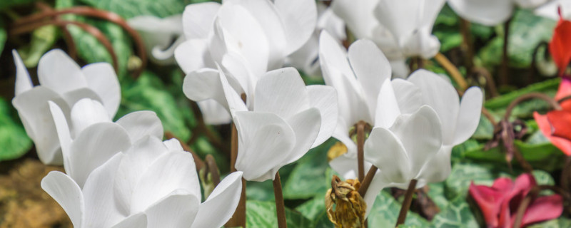 仙客来可以放房间吗 仙客来放屋里好吗