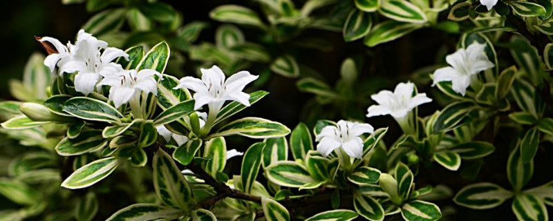 六月雪盆栽适合室内养殖吗 六月雪盆栽怎么养殖