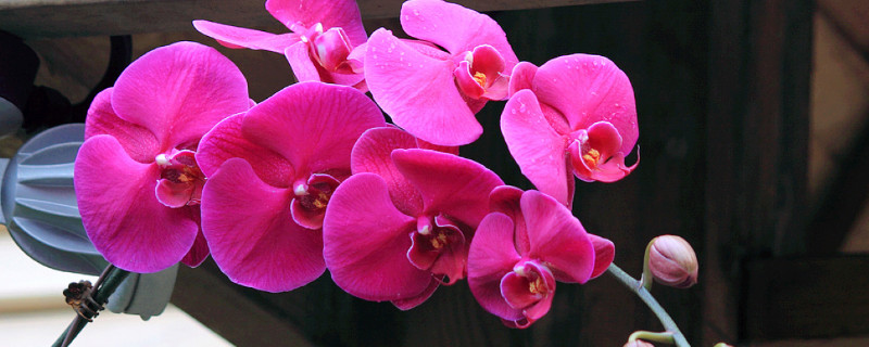 蝴蝶兰春天开花吗(蝴蝶兰是不是春天开的花)