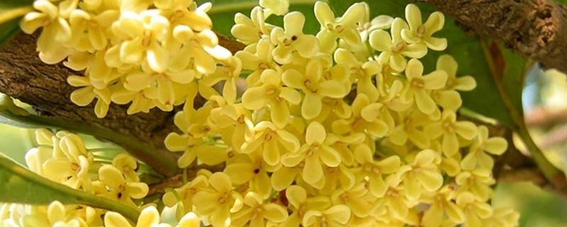 桂花叶子掉光还能活吗 桂花叶子全掉了还能活吗