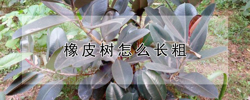 橡皮树怎么长粗 橡皮树怎么长粗不长高