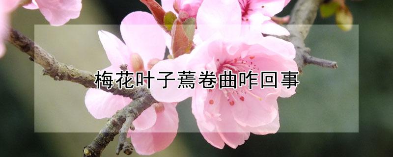 梅花叶子蔫卷曲咋回事（梅花叶子卷曲怎么办）