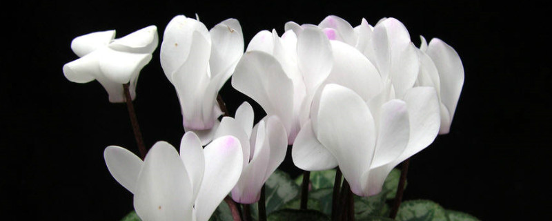 仙客来有毒吗适合在室内养吗 仙客来在家养有毒吗