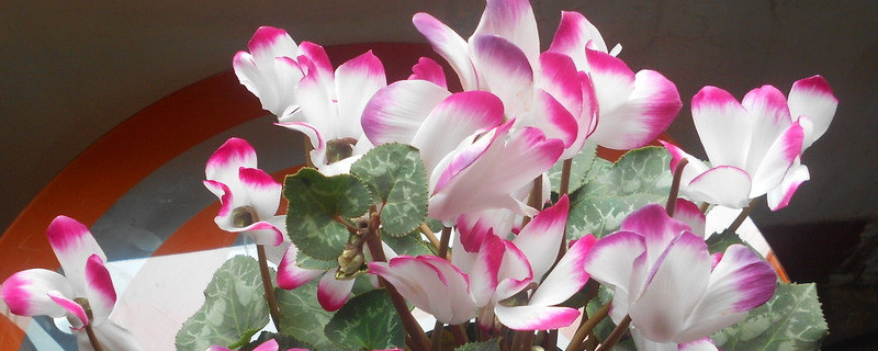 仙客来有花苞不开花怎么办 仙客来只长叶子不长花苞