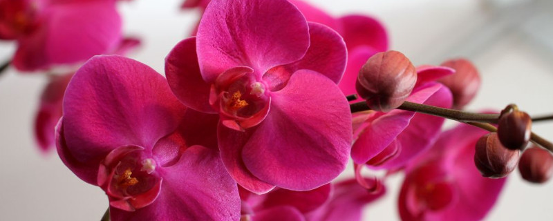 蝴蝶兰花苞掉落是什么原因(蝴蝶兰花苞为什么会掉)