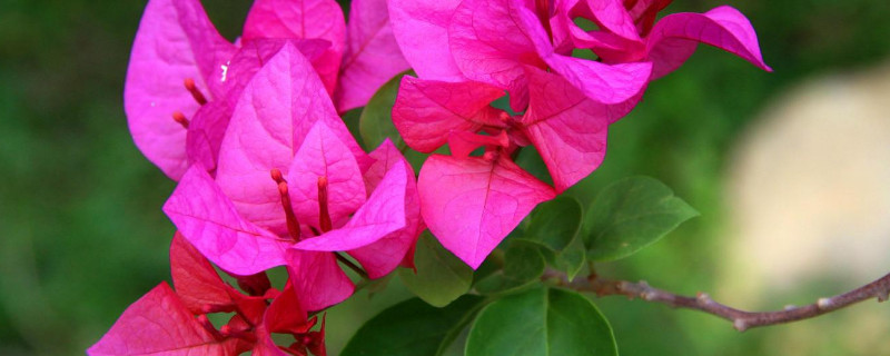 三角梅什么时候发芽 三角梅几月份开始发芽