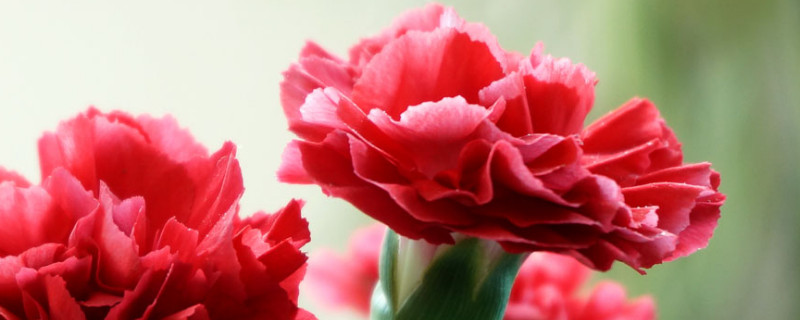 康乃馨花期是什么时候（康乃馨的花期是什么季节）