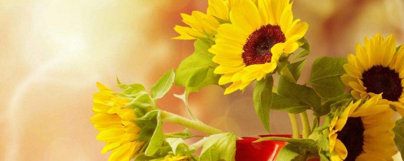 向日葵怎么养 向日葵怎么养时间比较久