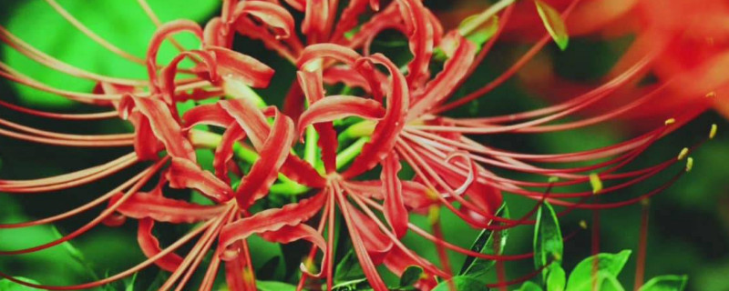 彼岸花春天可以种吗（彼岸花秋天可以种吗）