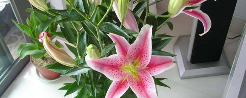 盆栽百合花的养殖方法和注意事项（百合花的养殖方法和注意事项 – 养殖日记）