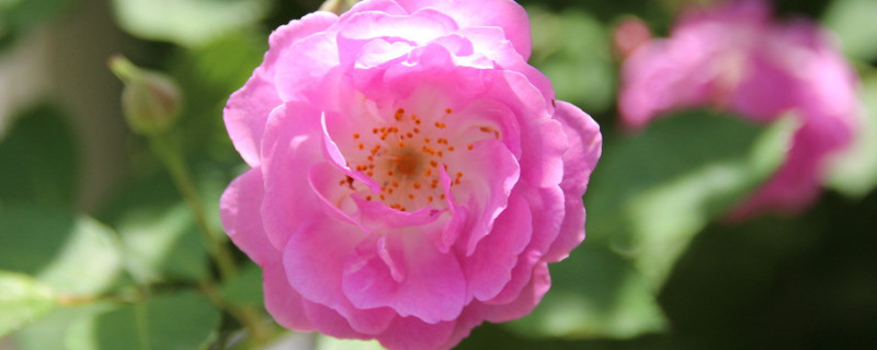 蔷薇花和玫瑰的区别 蔷薇花和玫瑰的区别图片