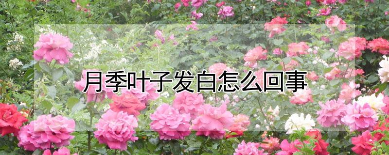 月季叶子发白怎么回事 月季叶子白了怎么办