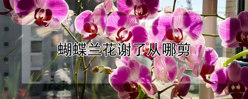 蝴蝶兰花谢了从哪剪（蝴蝶兰谢了花应该怎么剪啊）