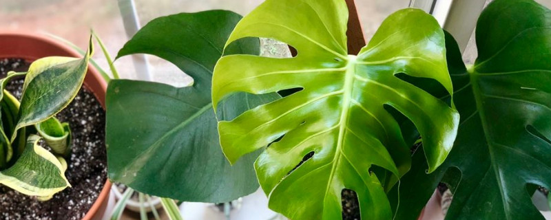 龟背竹会开花吗（龟背竹会开花吗?）