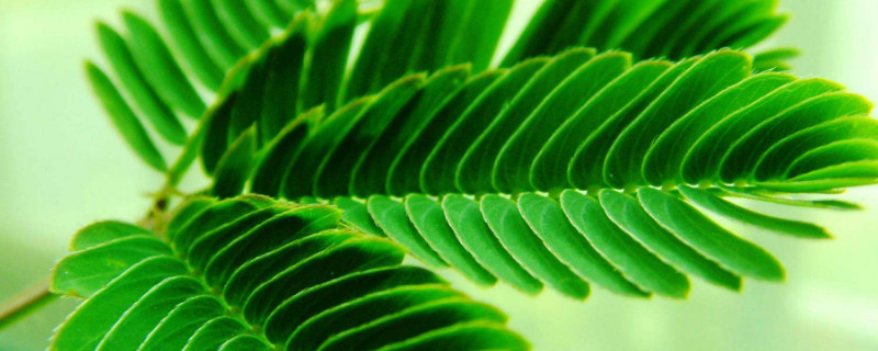 含羞草能在室内养吗（含羞草能不能在室内养）