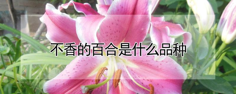 不香的百合是什么品种(百合花有香的和不香的品种?)