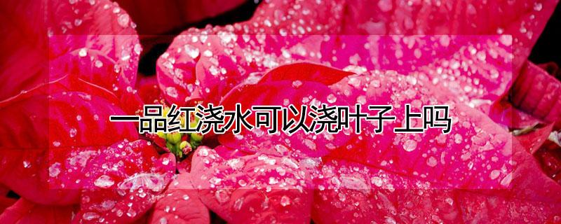 一品红浇水可以浇叶子上吗 一品红怎么浇水几天浇一次啊