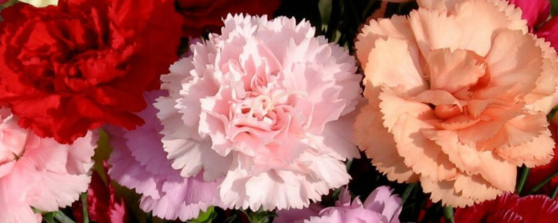 怎么让康乃馨苞立刻开 康乃馨花苞怎么催开