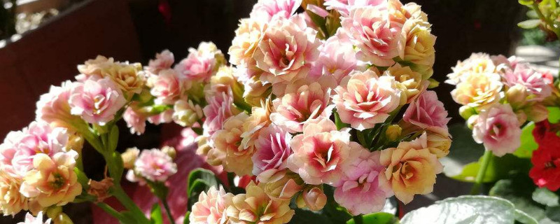 长寿花为什么耷拉头 长寿花耷拉脑袋