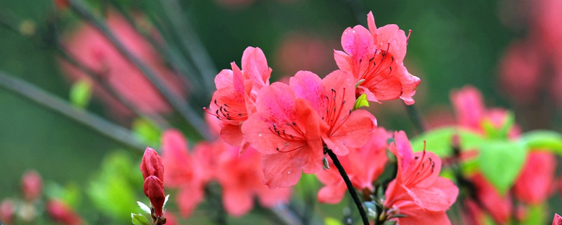 杜鹃花春天怎么养家庭养法（春天的杜鹃花怎么养）