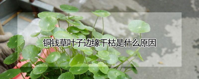 铜钱草叶子边缘干枯是什么原因（铜钱草花叶子边缘枯了）