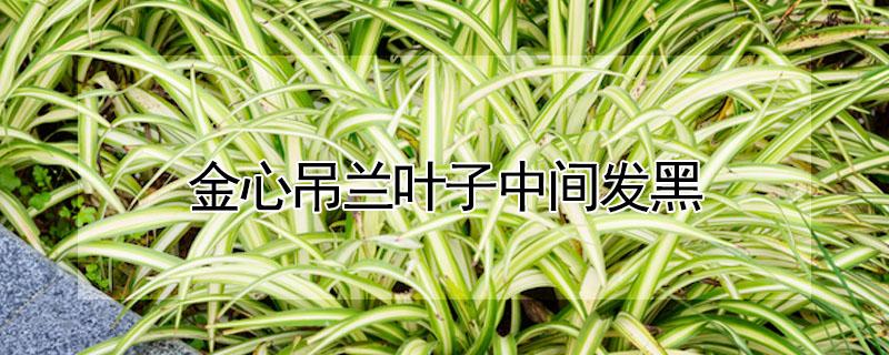 金心吊兰叶子中间发黑（金心吊兰叶子中间发黑,叶子发软）