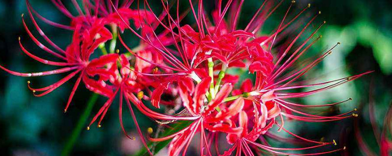 彼岸花种球需要剥皮吗 彼岸花种球剥皮了能种活吗
