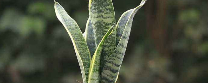 虎皮兰叶子发白是怎么回事（虎皮兰叶子发白咋回事?）