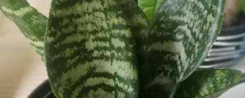 银脉虎皮兰怎么养 银脉虎皮兰能长多高图片