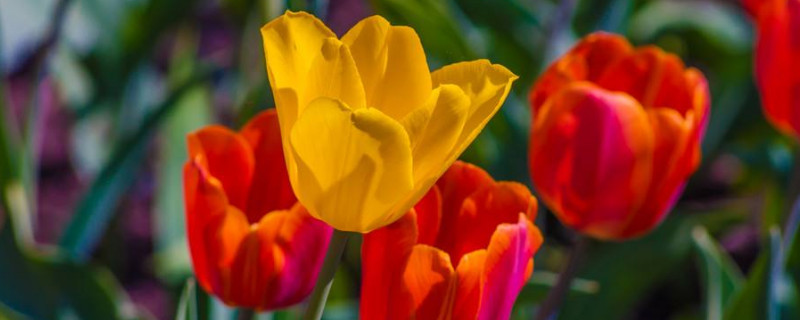 地栽郁金香还用起球吗(地栽郁金香开完花后如何处理)