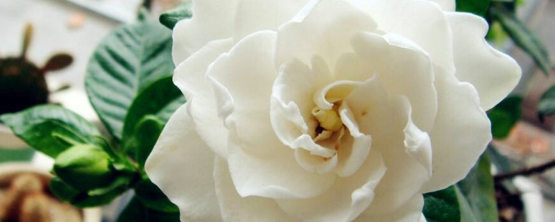 栀子花香味有毒吗（栀子花的味道有毒吗）