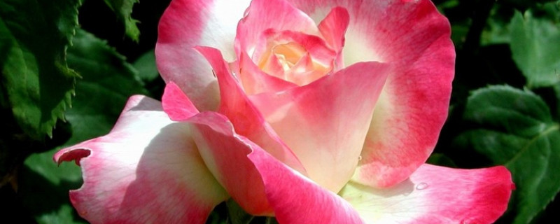 蔷薇花秋天开花吗 蔷薇花哪个季节开花