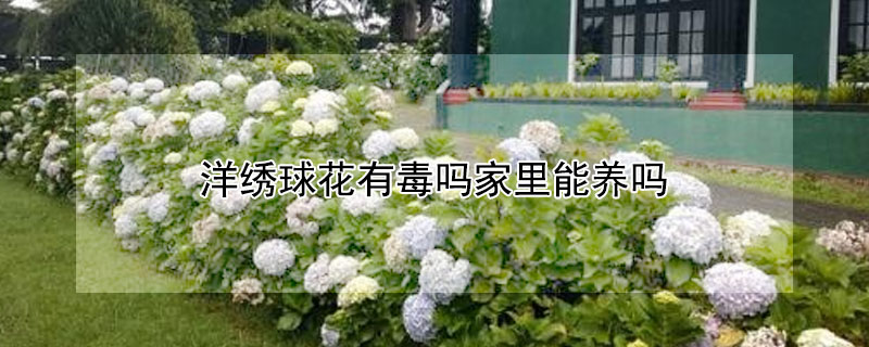 洋绣球花有毒吗家里能养吗（室内养洋绣球花有毒吗）