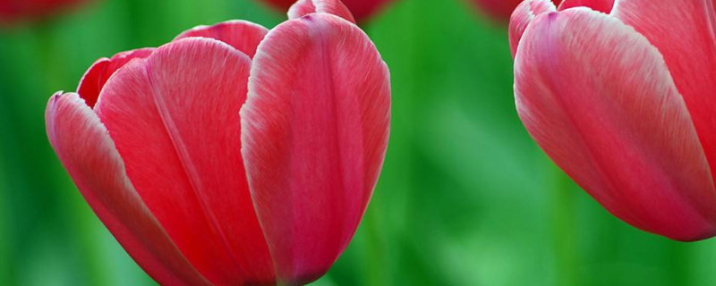 郁金香冬天怎么浇水 郁金香冬天多久浇一次水