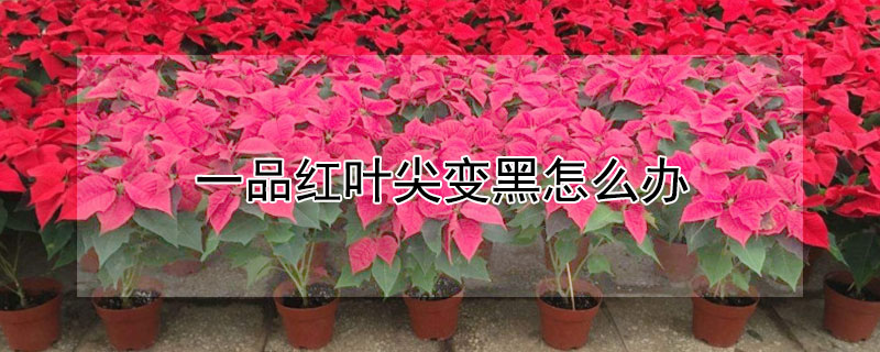 一品红叶尖变黑怎么办（一品红叶子变黑了）