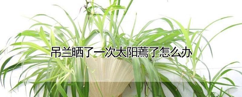 吊兰晒了一次太阳蔫了怎么办（吊兰晒太阳叶子软了）