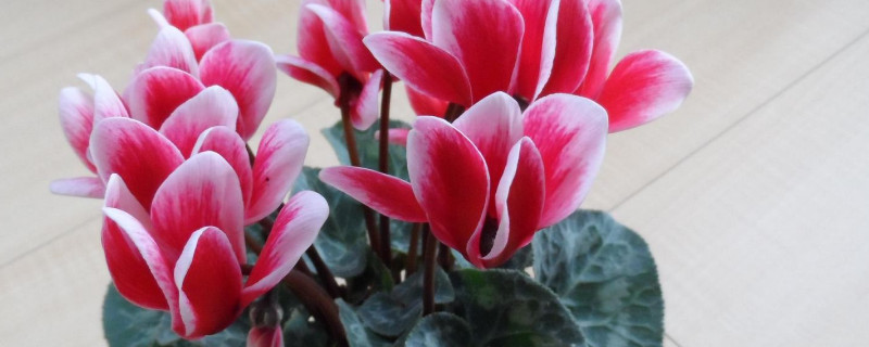 仙客来开花期注意事项(仙客来花期长吗)