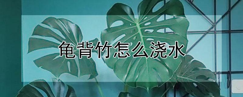 龟背竹怎么浇水（室内养龟背竹怎么浇水）