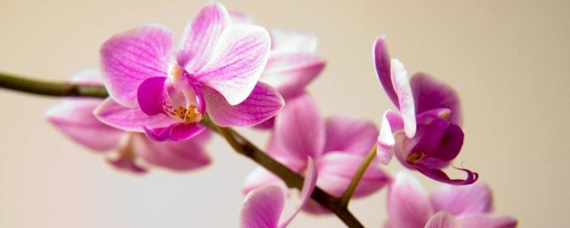 蝴蝶兰秋天早晚能晒太阳吗（蝴蝶兰夏天能不能放在太阳下晒）