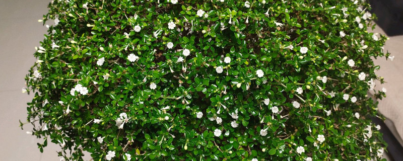 盆栽六月雪叶子发黄（六月雪盆景黄叶怎么回事）