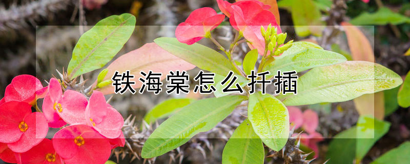 铁海棠怎么扦插（铁海棠怎样扦插）