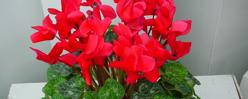 仙客来可以晒太阳吗(仙客来能直接晒太阳吗)