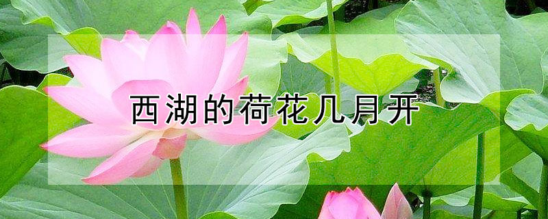 西湖的荷花几月开（西湖什么时候荷花开）