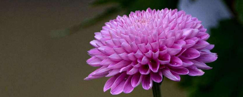 水培菊花的养殖方法（水培小菊花怎么养）