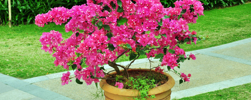 盆栽三角梅的养殖方法和注意事项 盆栽三角梅的养殖方法和注意事项视频教程