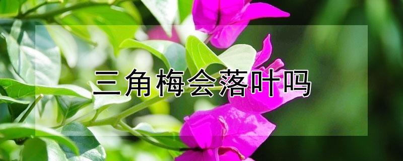 三角梅会落叶吗（三角梅为什么落叶是怎么回事）