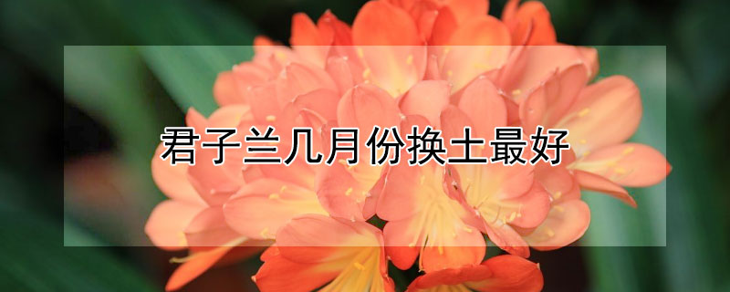 君子兰几月份换土最好 君子兰几月份换土最好我耍兰花