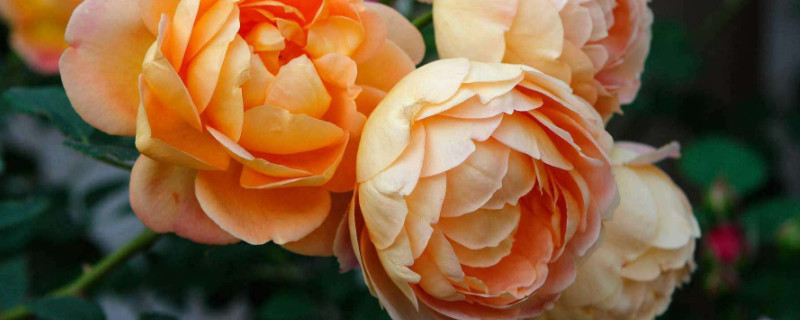 月季怎么抹芽 月季好多芽要抹掉吗