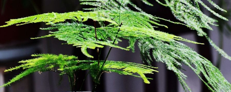 怎样使文竹多萌新发芽(怎么让文竹多发新芽)