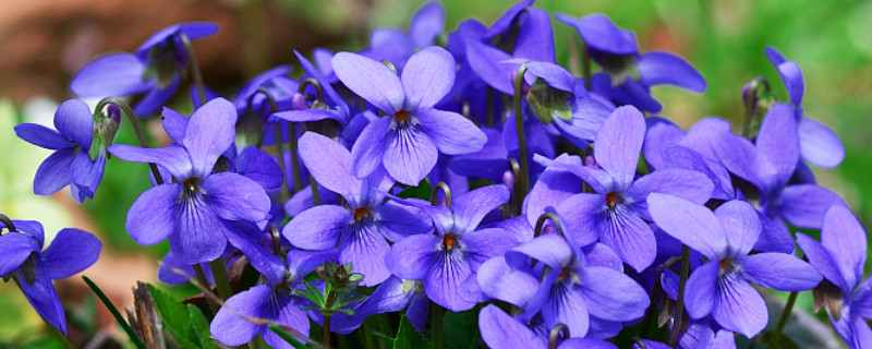 紫罗兰室内养殖方法（紫罗兰养植方法）